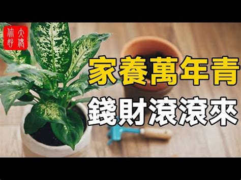 萬年青風水禁忌|風水禁忌揭秘！為何家裡不能養萬年青？探討背後的原。